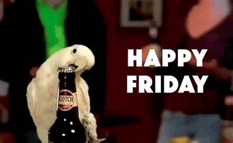 happy friday funny parrot opening beer