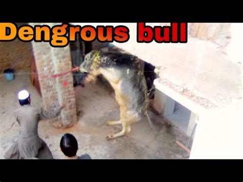 Camel ran after qurbani 2020. Dangerous Kala Bail, Run away Bail Cow Qurbani Video | Doovi
