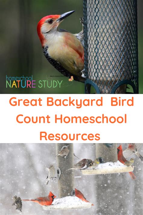 Great Backyard Bird Count Homeschool Resources Everything You Need