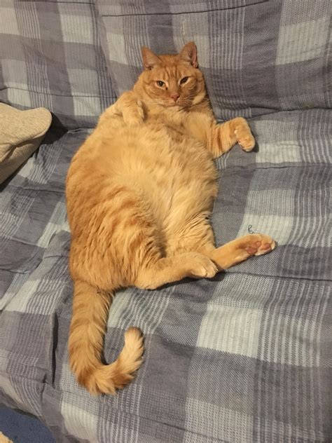Fat Cat Looking More Adorable Than Ever R Delightfullychubby