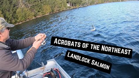 Acrobats Of The Northeast Maine Landlock Salmon Fishing Youtube