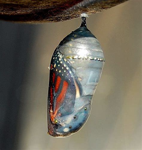 Cocoon Butterfly Monarch Butterfly Cocoon Insects Beautiful Bugs