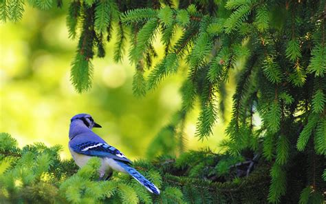 Blue Jay Wallpapers Wallpaper Cave