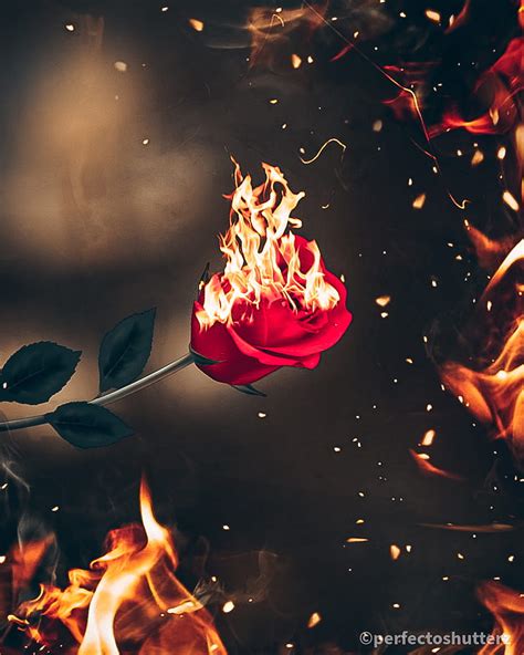 P Free Download Burning Rose Fire Hd Phone Wallpaper Peakpx