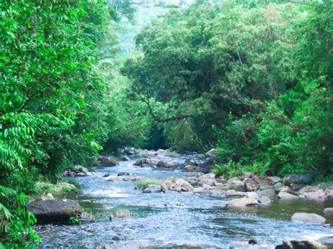 Sinharaja Rain Forest Photo Collection Sri Lanka Photo Collection