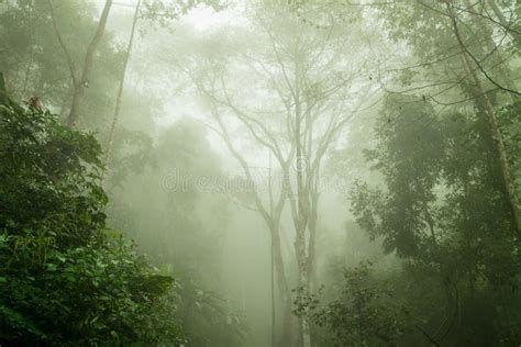 Foggy Rainforest In The Mist Soft Focus Stock Photo Image Of