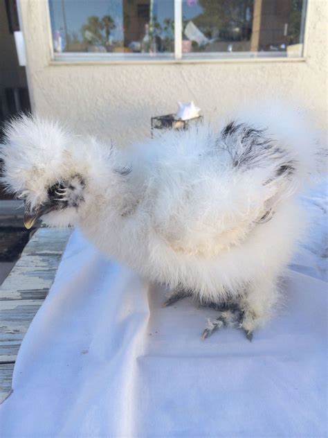 8 Week Old Silkie Sexing BackYard Chickens Learn How To Raise Chickens