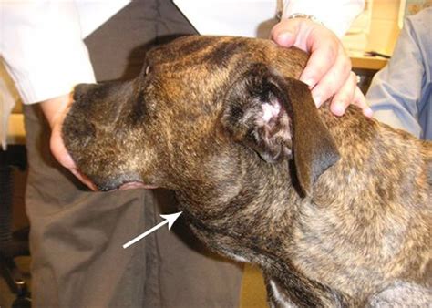 Canine Lymphoma College Of Veterinary Medicine Purdue University