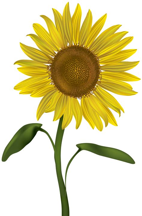 Cartoon Sunflower Png Free Logo Image