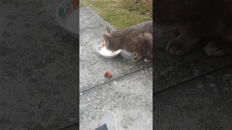 The Milk Licking Cat Youtube