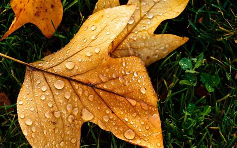 Autumn Leaf With Water Drops Wallpaper Nature And Landscape