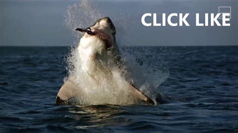 Shark Week Black Demon Shark Megalodon Youtube