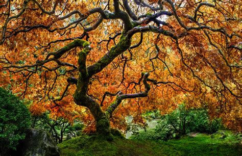 Tree Of Zen In The Portland Or Japanese Garden