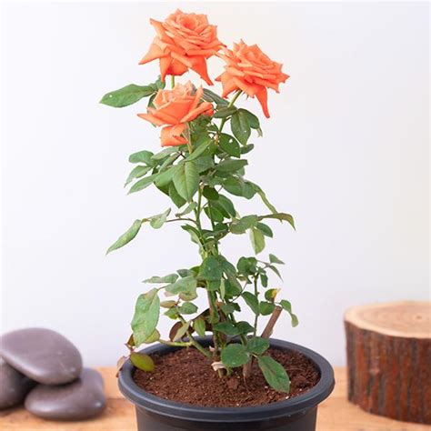 Buy Rose Orange Plant Online From Nurserylive At Lowest Price