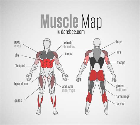 Arm Muscles Map Human Muscle System Functions Diagram Facts