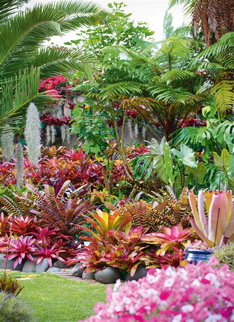 Garden Of The Week A Dazzling Bromeliad Rich Oasis Tropical Garden