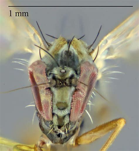 Diptera Bugguidenet