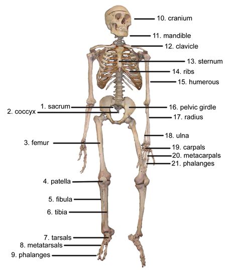 5 Types Of Joints In The Skeletal System Spesial 5