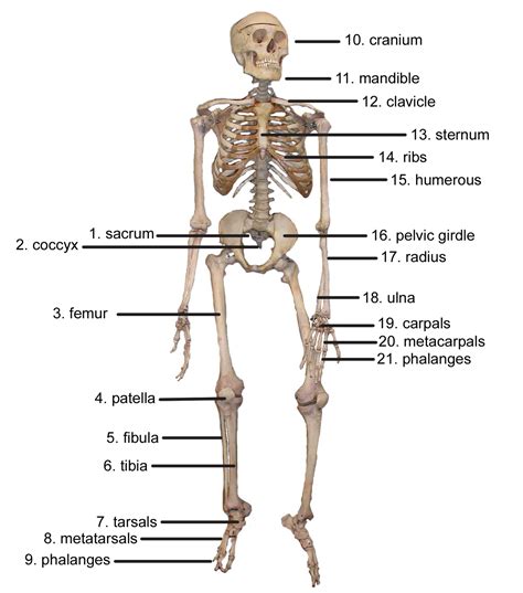 Bones in human body provide basic structural shape and support. the skeletal system (lesson 0385) - TQA explorer
