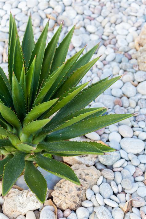 Aloe Vera Plant Free Stock Photo - Public Domain Pictures