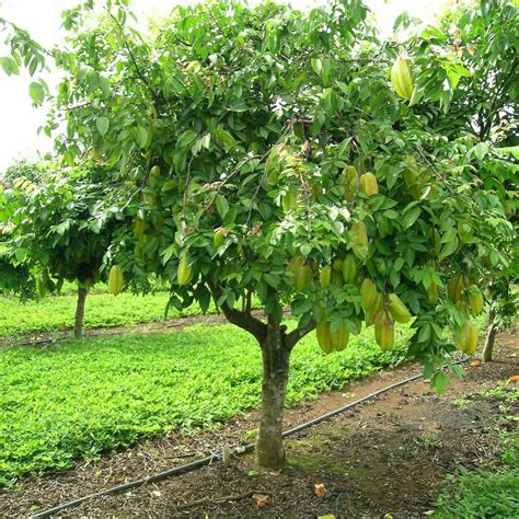 Polynesian Produce Stand ~star Fruit~ Tree Averrhoa Carambola Live