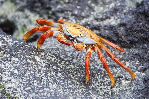 What Is A Crustacean Information On Crustaceans