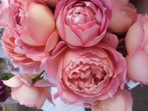 David austin roses are obviously incredibly special. JUBILEE CELEBRATION - David Austin Shrub Rose SOLD OUT ...
