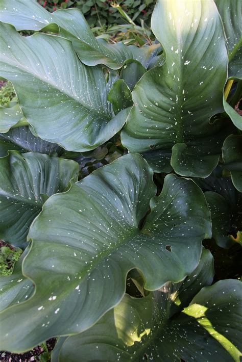 Zantedeschia ‘hercules Pan Global Plants