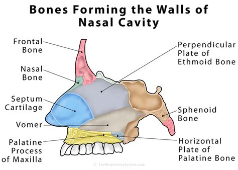 Nasal Cavity Definition Anatomy Functions Diagrams
