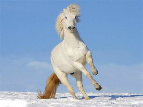 White horse wallpaper (68+ images). White Horses Wallpapers - Wallpaper Cave