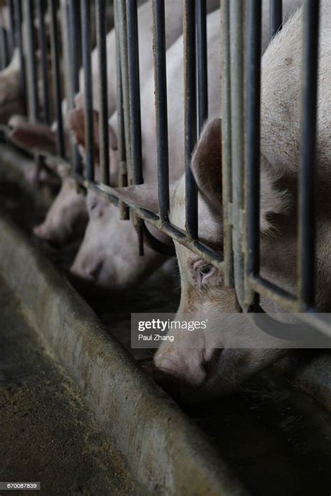 Pigs In A Barn High Res Stock Photo Getty Images