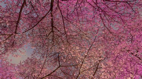 Van Cherry Blossom Bing Wallpaper Download