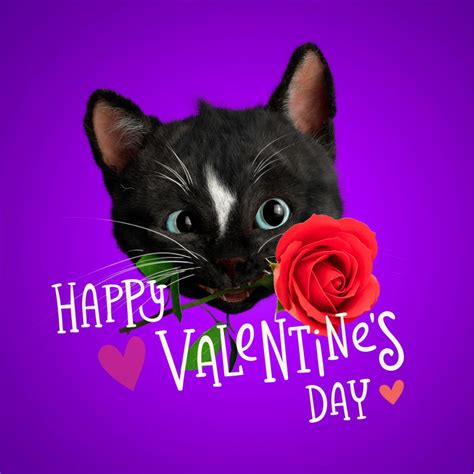 Happy Valentines Day Cat Felini Sending Love To All Kitty Cats And