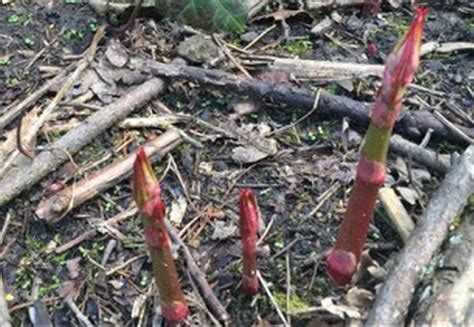 How To Spot Japanese Knotweed As Experts Issue New Warning About