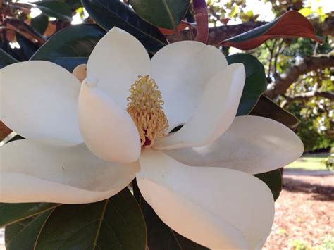 Mississippi Beauty Magnolia State Flower Mississippi Flowers Photo