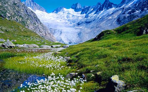 Download Snow Spring Flower Mountain Nature Landscape Hd Wallpaper