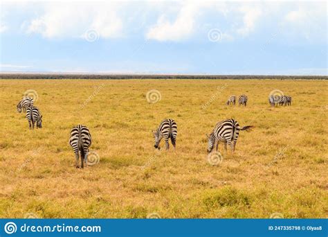 herd of zebras in savanna in ngorongoro crater national park in tanzania wildlife of africa