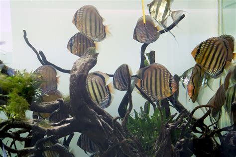 Altum Angelfish And Wild Discus Akvaristika I Teraristika
