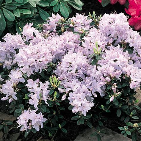 Rhododendron Dwarf Collection Mirror Garden