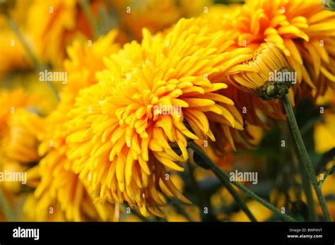 Chrysanthemum Golden Percy Slater Annual Summer Plant Orange Flowers