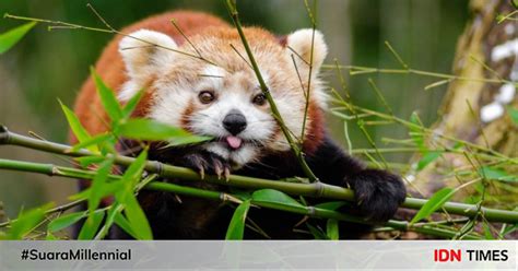 5 Fakta Panda Merah Hewan Langka Yang Menggemaskan
