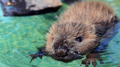 Pregnant Beavers Shot By Landowners In Tayside Bbc News