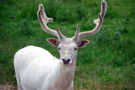 White Deer Picture The Animal Life