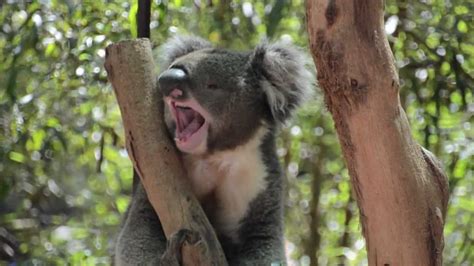 Cute Yawning Koala Bear Youtube