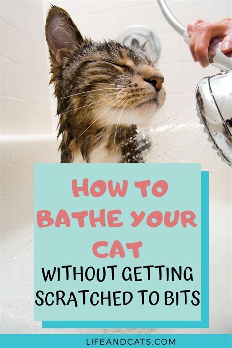 How To Bathe Your Cat Brendon Has Mueller