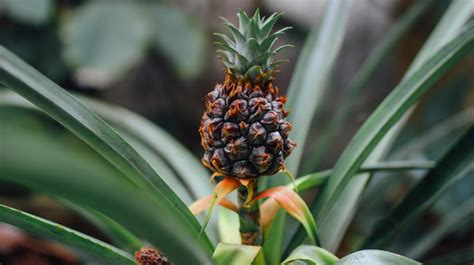 How To Grow A Pineapple From Your Backyard Garden Season