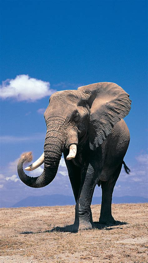 Book cheap flights at the official easyjet.com site for our guaranteed best prices to 133 destinations. Elephant Wallpaper for iPhone X, 8, 7, 6 - Free Download on 3Wallpapers