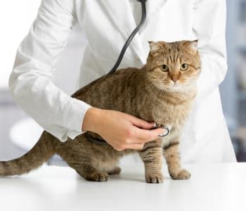 Because your cat had fairly severe dental disease— severe enough to require four extractions—the. Why Can't My Cat Stop Coughing? | Animal Emergency Center ...