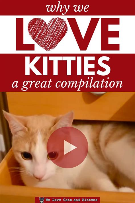Why We Love Cats A Great Compilation Cats Funny Cat Videos Best Cat S