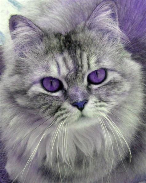 Purple Photo Purple Purple Cat Cats Cute Cats
